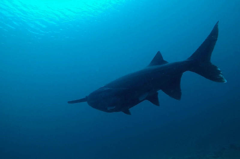 Read more about the article The Elusive Quarry Shark Hunt