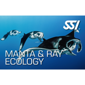 Manta and Ray Ecology