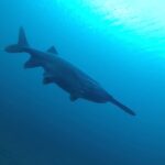 Paddlefish at France Park